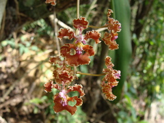 Trichocentrum luridum
