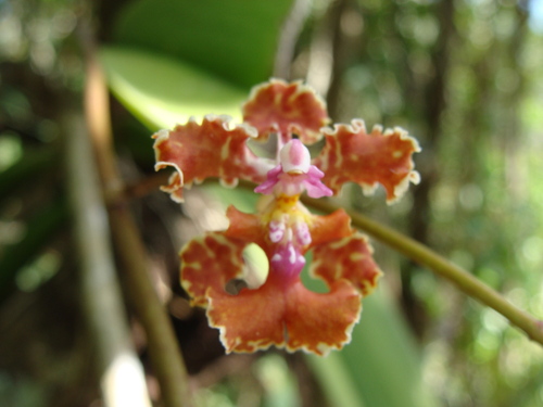Trichocentrum luridum, photograph 2