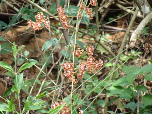 Trichocentrum luridum, photograph 5
