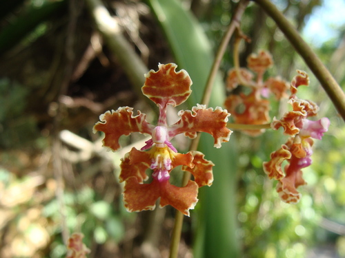 Trichocentrum luridum, photograph 3