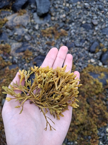 Channelled Wrack