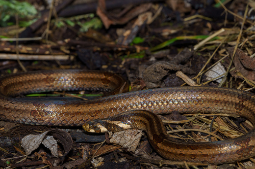 Photo of a Guangxi kukri snake (Oligodon lungshenensis)
