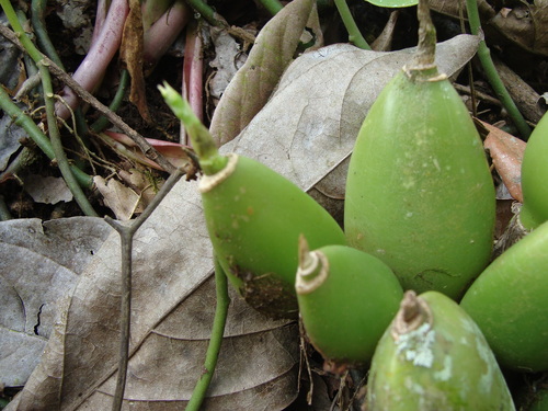 Prosthechea chacaoensis, photograph 3