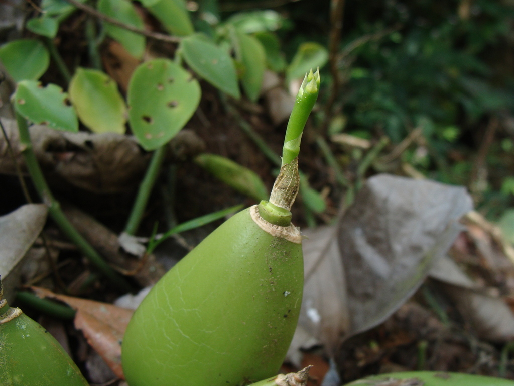 Prosthechea chacaoensis; photograph (c) Alexis López Hernández, some rights reserved (CC BY)