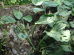 Monstera acuminata, photograph (c) Alexis López Hernández, some rights reserved (CC BY)