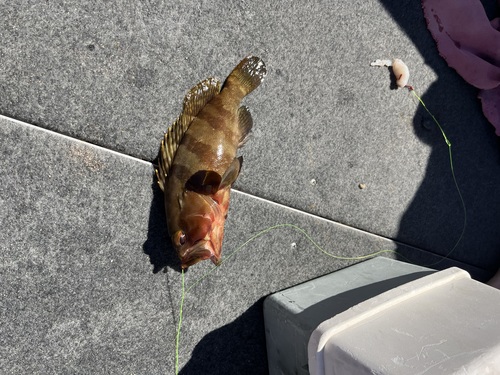 Epinephelus rivulatus observed 2026-08-14