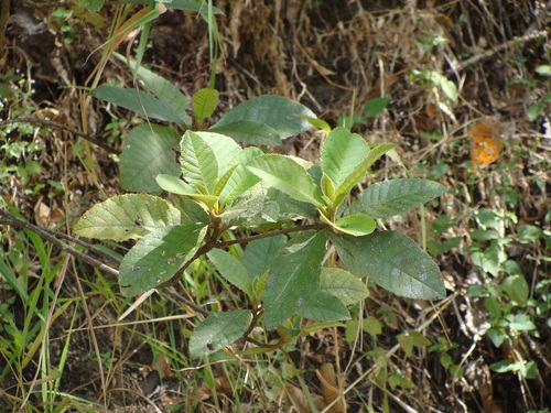 Clethra mexicana, photograph 1