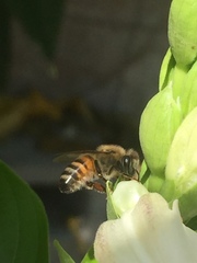 Apis mellifera