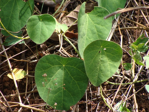 Cissampelos pareira, photograph 3