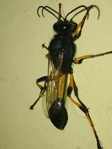 Sceliphron spirifex
