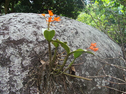 Guarianthe aurantiaca, photograph 3