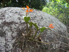 Guarianthe aurantiaca, photograph (c) Alexis López Hernández, some rights reserved (CC BY)