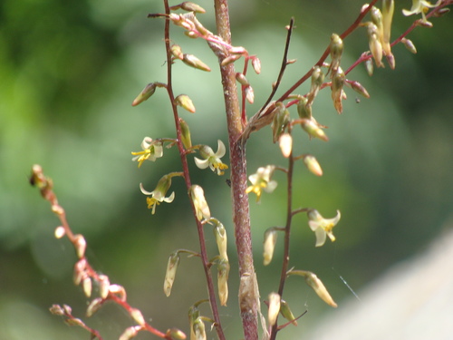 Fosterella micrantha, photograph 4