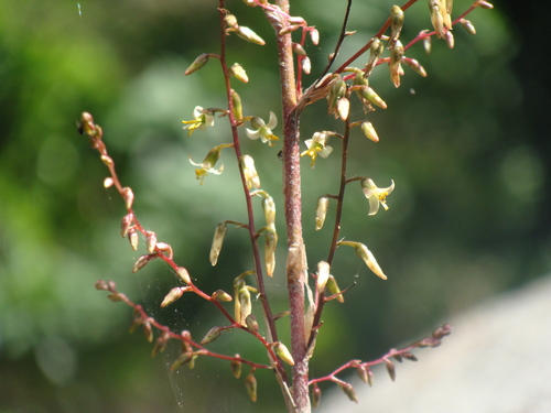 Fosterella micrantha, photograph 3