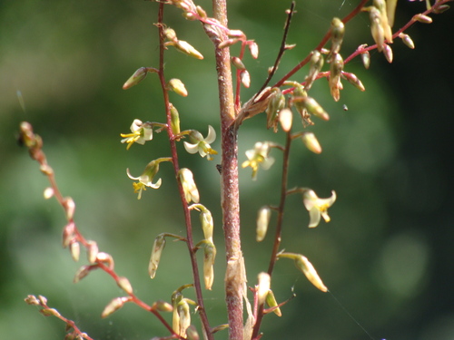 Fosterella micrantha