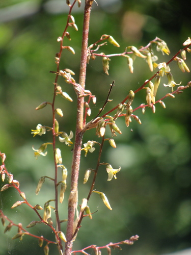 Fosterella micrantha, photograph 1
