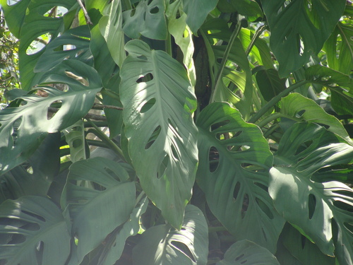 Monstera acuminata, photograph 2