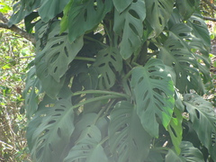 Monstera acuminata