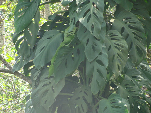Monstera acuminata, photograph 3