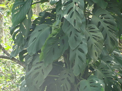 Monstera acuminata, photograph (c) Alexis López Hernández, some rights reserved (CC BY)