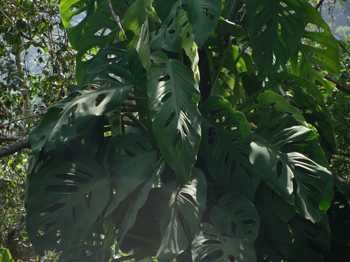 Monstera acuminata, photograph 1
