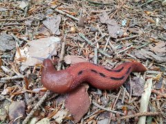 Limax dacampi