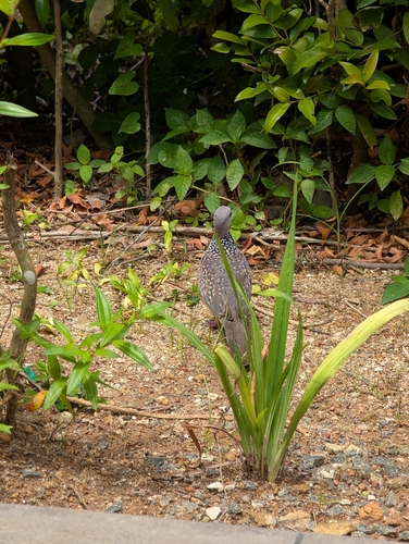 Spotted Dove