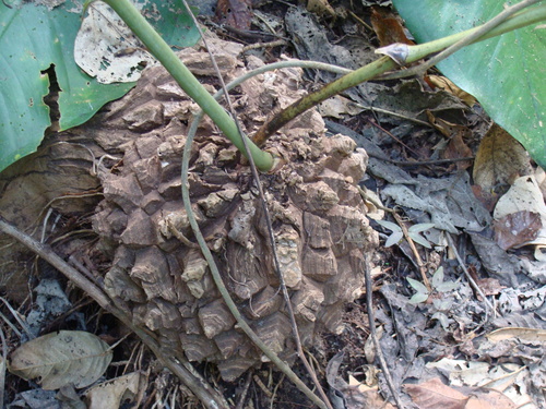 Dioscorea mexicana