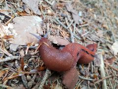 Limax dacampi