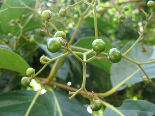 Cordia collococca, photograph 1