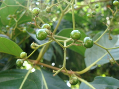 Cordia collococca, photograph (c) Alexis López Hernández, some rights reserved (CC BY)
