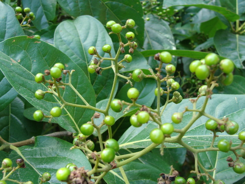 Cordia collococca, photograph 2