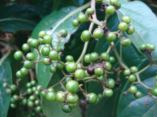 Cordia collococca, photograph 3