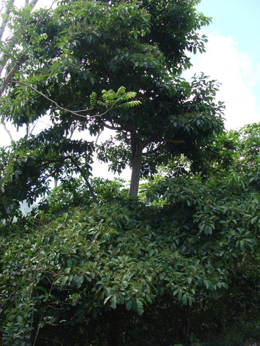 Cordia collococca, photograph 4