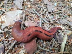 Limax dacampi