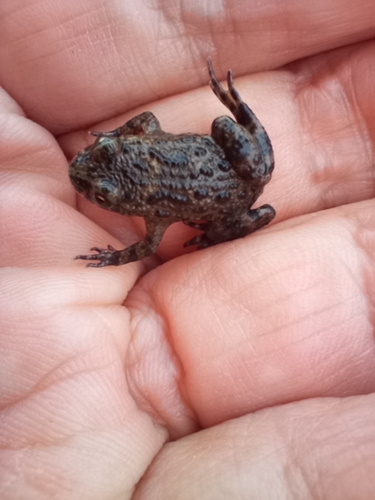 European Fire-Bellied Toad