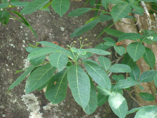 Bourreria mollis, photograph 1