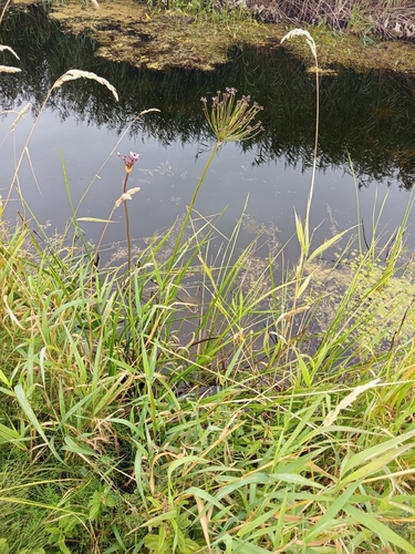 Flowering-rush