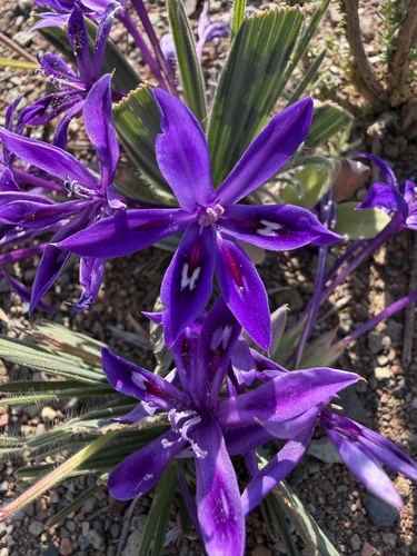 Babiana praemorsa