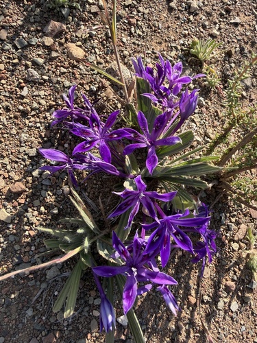 Babiana praemorsa