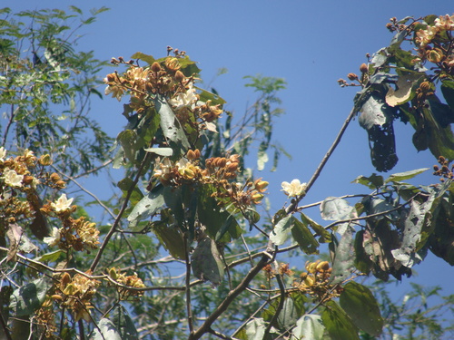 Luehea candida, photograph 3