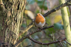 Erithacus rubecula