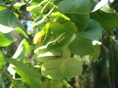 Terminalia oblonga, photograph (c) Alexis López Hernández, some rights reserved (CC BY)