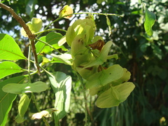 Terminalia oblonga, photograph (c) Alexis López Hernández, some rights reserved (CC BY)