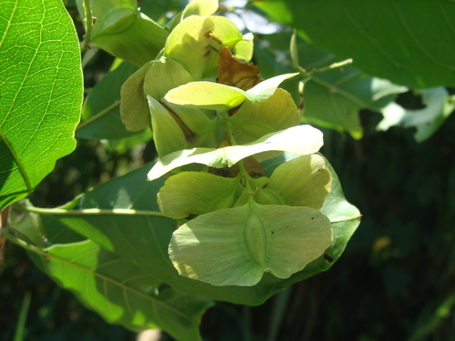 Terminalia oblonga, photograph 4