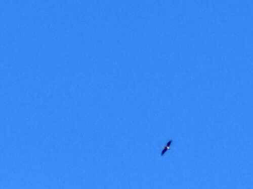 Black Stork