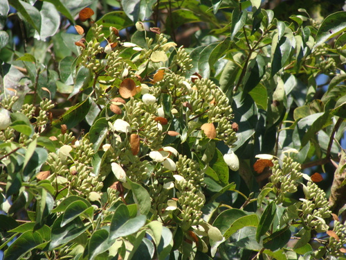 Calycophyllum candidissimum, photograph 1