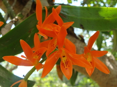 Guarianthe aurantiaca