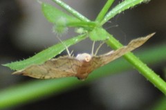 Herpetogramma theseusalis