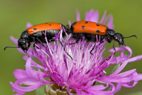 Four-spotted Blisterbeetle